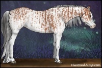 Horse Color:White Spotted Bay Splash  and White Spotted Bay Splash 