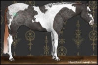 Horse Color:Liver Chestnut Splash Tobiano 