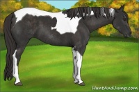 Horse Color:Liver Chestnut Tobiano 