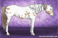 Horse Color:Amber Champagne Appaloosa  and Gray Amber Champagne Appaloosa 