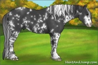 Horse Color:White Spotted Smoky Black Sabino