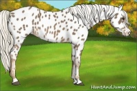 Horse Color:Chocolate Palomino Appaloosa 