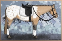 Horse Color:Buckskin Appaloosa 