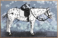 Horse Color:Black Appaloosa 