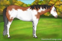 Horse Color:Bay Splash Frame 