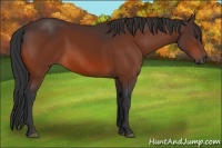Horse Color:Bay 