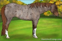Horse Color:Red Ice Roan Rabicano 