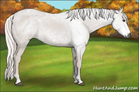 Horse Color:Gray Chestnut Frame 