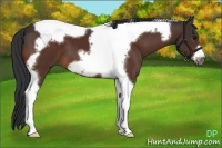 Horse Color:Bay Tobiano Frame 