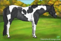 Horse Color:Black Tobiano Rabicano