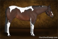 Horse Color:Brown Tobiano 