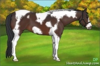 Horse Color:Bay Tobiano Frame 
