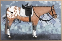 Horse Color:Bay Appaloosa 