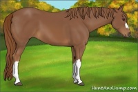 Horse Color:Chestnut 