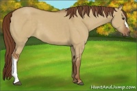 Horse Color:Red Dun 