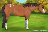Horse Color:Bay Appaloosa 
