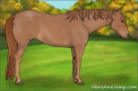 Horse Color:Red Roan 