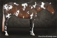 Horse Color:White Spotted Liver Chestnut 