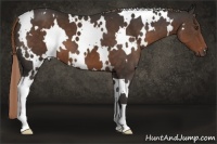 Horse Color:White Spotted Liver Chestnut 