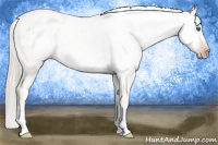 Horse Color:Gray Gold Champagne Dun Splash Appaloosa 