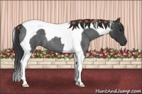 Horse Color:Blue Roan Tobiano 