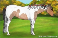 Horse Color:Buckskin Roan Tobiano 