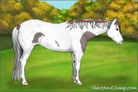 Horse Color:Grullo Splash Tobiano