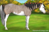 Horse Color:Buckskin Roan Splash 