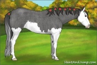 Horse Color:Smoky Blue Roan Splash