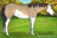 Horse Color:Buckskin Dun Splash