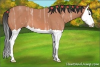 Horse Color:Bay Ice Splash 