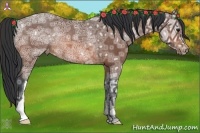 Horse Color:Bay Ice Varnish Rabicano 