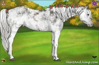 Horse Color:Liver Chestnut Sabino 