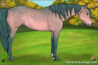 Horse Color:Watercolor Buckskin 