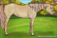 Horse Color:Palomino Dun