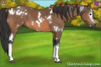 Horse Color:White Spotted Buckskin