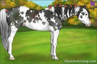 Horse Color:White Spotted Liver Chestnut Splash 