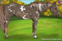 Horse Color:White Spotted Chocolate Palomino 