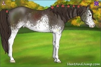 Horse Color:White Spotted Liver Chestnut