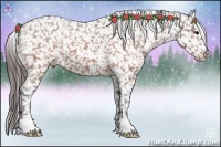 Horse Color:Brown Appaloosa