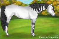 Horse Color:Bay Chinchilla Onyx 