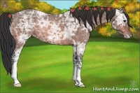 Horse Color:Bay Ice Rabicano