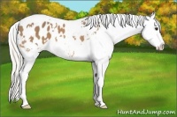Horse Color:White Spotted Silver Buckskin Appaloosa
