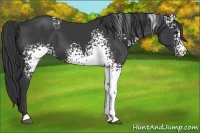 Horse Color:White Spotted Black