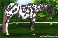 Horse Color:Liver Chestnut Near Leopard 