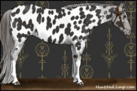 Horse Color:Liver Chestnut Near Leopard 