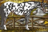 Horse Color:Liver Chestnut Near Leopard