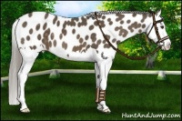 Horse Color:Chocolate Palomino Splash Near Leopard 