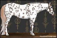 Horse Color:Liver Red Roan Appaloosa 