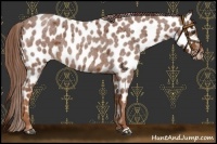Horse Color:Red Roan Leopard 